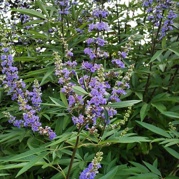 ARBORIX - 2 x Poivre de moine 'Latifolia' - Vitex agnus-castus  - 30-40 cm pot - large