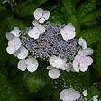 ARBORIX - 2 x Hortensia 'Teller White' - Hydrangea 'Teller White'  - 25-30 cm pot - vignette