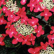 ARBORIX - 2 x Hortensia 'Teller Red' - Hydrangea 'Teller Red'  - 25-30 cm pot - vignette