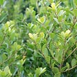ARBORIX - 2 x Houx crénelé 'Green Hedge' - Ilex Crenata 'Green Hedge'  - 30-40 cm pot - vignette