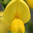 ARBORIX - 2 x Genêt 'Golden Sunlight' - Cytisus 'Golden Sunlight'  - 40-60 cm pot - vignette