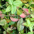 ARBORIX - 2 x Fusain persistant 'Coloratus' - Euonymus fortunei 'Coloratus'  - 20-30 cm pot - vignette