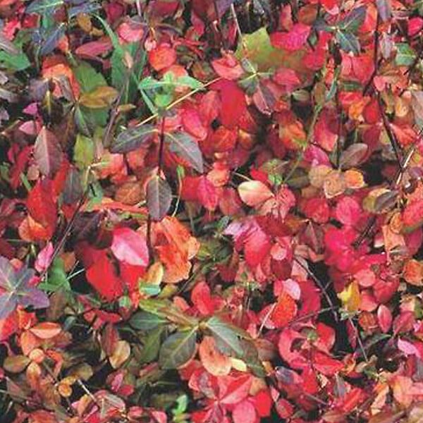 ARBORIX - 2 x Fusain persistant 'Coloratus' - Euonymus fortunei 'Coloratus'  - 20-30 cm pot - large