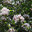 ARBORIX - 2 x Viorne du Burkwood - Viburnum Burkwoodii  - 40-60 cm pot - vignette