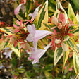 ARBORIX - 2 x Abelia 'Francis Moon' - Abelia grandiflora 'Francis Mason'  - 25-30 cm pot - vignette