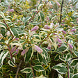 ARBORIX - 2 x Abelia 'Francis Moon' - Abelia grandiflora 'Francis Mason'  - 25-30 cm pot - vignette