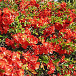 ARBORIX - 2 x Cognassier du Japon - Chaenomeles superba 'Fire Dance'  - 30-40 cm pot - vignette