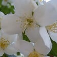 ARBORIX - 2 x Seringat 'Virginal' - Philadelphus 'Virginal'  - 50-60 cm pot - vignette