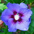 ARBORIX - Mauve en arbre 'Oiseau Bleu' - Hibiscus Syriacus 'Oiseau Bleu'  - 40-60 cm pot - vignette
