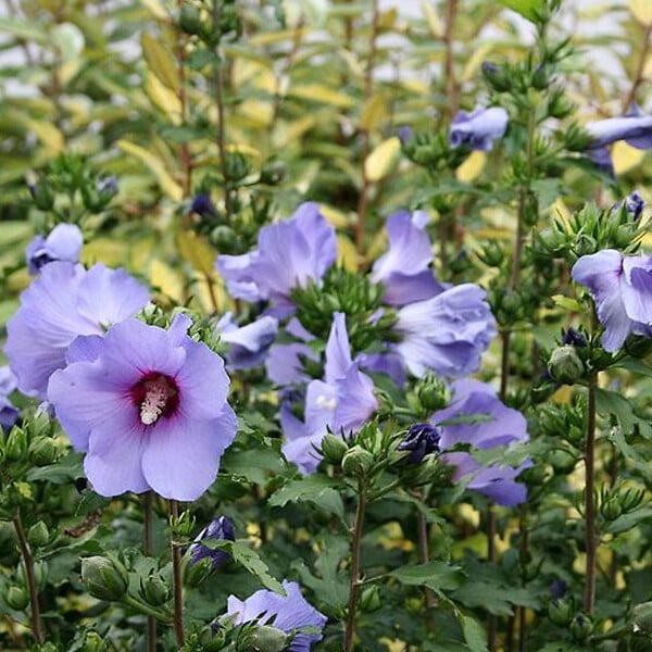 ARBORIX - Mauve en arbre 'Oiseau Bleu' - Hibiscus Syriacus 'Oiseau Bleu'  - 40-60 cm pot - large