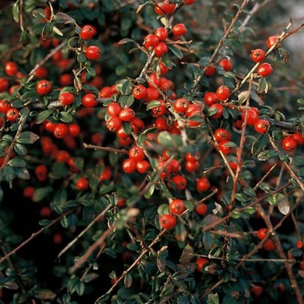ARBORIX - 6 x Cotonéaster 'Coral Beauty' - Cotoneaster Suecicus 'Coral Beauty'  - 20-25 cm godet de 9cm x 9cm - large