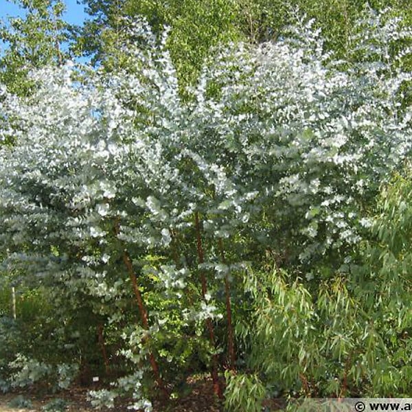 ARBORIX - Fusain ailé - Eucalyptus Gunnii  - 60-80 cm pot - large