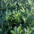 ARBORIX - 2 x Laurier-cerise 'Caucasica' - Prunus Laurocerasus 'Caucasica'  - 40-60 cm pot - vignette