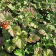ARBORIX - 6 x Ronce 'Betty Ashburner' - Rubus 'Betty Ashburner'  - godet 9cm x 9cm - vignette