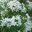 ARBORIX - 2 x Oranger du Mexique 'Aztec Pearl' - Choisya 'Aztec Pearl'  - 25-30 cm pot - vignette