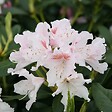ARBORIX - Rhododendron 'Cunningham blanc' - Rhododendron 'Cunningham White'  - 40-50 cm pot - vignette