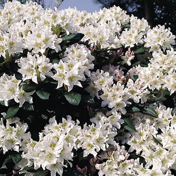 ARBORIX - Rhododendron 'Cunningham blanc' - Rhododendron 'Cunningham White'  - 40-50 cm pot - large