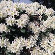 ARBORIX - Rhododendron 'Cunningham blanc' - Rhododendron 'Cunningham White'  - 40-50 cm pot - vignette