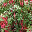 ARBORIX - 6 x Fuchsia de Magellan 'Riccartonii' - Fuchsia 'Riccartonii'  - godet 9cm x 9cm - vignette
