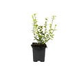 ARBORIX - 2 x Fusain 'Emerald 'n Gold' - Euonymus Fortunei 'Emerald 'N Gold'  - 15-20 cm pot - vignette
