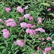 ARBORIX - 2 x Spirée Japonaise 'Genpei' - Spiraea Japonica 'Genpei' (= 'Shirobana')  - 25-30 cm pot - vignette