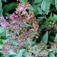 ARBORIX - 2 x Spirée Japonaise 'Genpei' - Spiraea Japonica 'Genpei' (= 'Shirobana')  - 25-30 cm pot - vignette