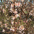 ARBORIX - 2 x Viorne d'hiver 'Charles Lamont' - Viburnum Bodnantense 'Charles Lamont'  - 50-60 cm pot - vignette