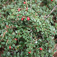 ARBORIX - 2 x Cotonéaster 'Skogholm' - Cotoneaster Suecicus 'Skogholm'  - 30-40 cm pot - vignette