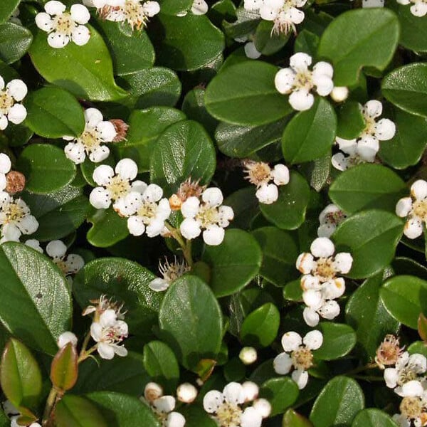 ARBORIX - 2 x Cotonéaster 'Skogholm' - Cotoneaster Suecicus 'Skogholm'  - 30-40 cm pot - large