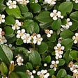 ARBORIX - 2 x Cotonéaster 'Skogholm' - Cotoneaster Suecicus 'Skogholm'  - 30-40 cm pot - vignette