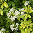 ARBORIX - Oranger du Mexique - Choisya Ternata  - 40-50 cm pot - vignette
