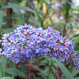ARBORIX - 2 x Arbre aux papillons - Buddleja davidii 'Adonis Blue'  - 30-40 cm pot - vignette