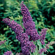 ARBORIX - 2 x Arbre aux papillons - Buddleja davidii 'Purple Emperor'  - 30-40 cm pot - vignette