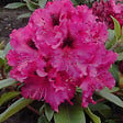 ARBORIX - Rhododendron 'Marie Forte' - Rhododendron 'Marie Forte'  - 40-50 cm pot - vignette