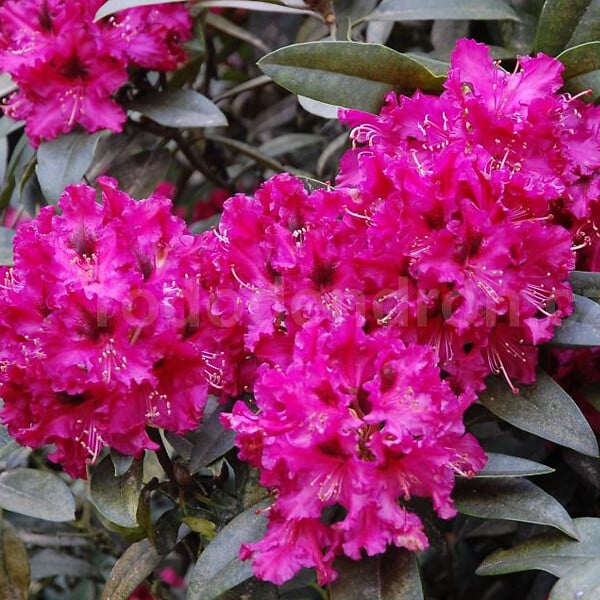 ARBORIX - Rhododendron 'Marie Forte' - Rhododendron 'Marie Forte'  - 40-50 cm pot - large
