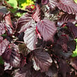 ARBORIX - Noisetier tortueux 'Red Majestic'® - Corylus avellana 'Red Majestic'  - 30-40 cm pot - vignette