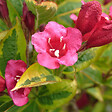 ARBORIX - 2 x Weigela florida 'Moulin Rouge' - Weigela 'Moulin Rouge' (Brigela)  - 50-60 cm pot - vignette