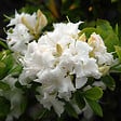 ARBORIX - Azalée caduque knaphill blanc - Azalea Knaphill Wit  - 60-80 cm pot - vignette