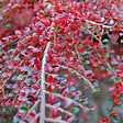 ARBORIX - 2 x Cotonéaster rampant - Cotoneaster Horizontalis  - 30-40 cm pot - vignette