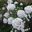 ARBORIX - Viorne carlcephalum - Viburnum Carlcephalum  - 60-80 cm pot - vignette
