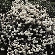 ARBORIX - Viorne carlcephalum - Viburnum Carlcephalum  - 60-80 cm pot - vignette