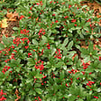 ARBORIX - Skimmia du Japon 'Veitchii' - Skimmia japonica 'Veitchii'  - 30-40 cm pot - vignette