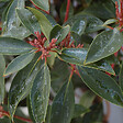 ARBORIX - Laurier Américain - Kalmia latifolia  - 25-30 cm pot - vignette