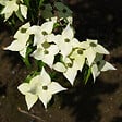 ARBORIX - Cornouiller du Japon 'Milky Way' - Cornus kousa 'Milky Way'  - 50-60 cm pot - vignette