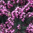 ARBORIX - 2 x Bruyère des neiges Rouge - Erica Darleyensis Rood  - 15-20 cm pot - vignette