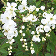 ARBORIX - 2 x Voiles de mariée 'The Bride' - Exochorda 'The Bride'  - 50-60 cm pot - vignette
