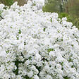 ARBORIX - 2 x Voiles de mariée 'The Bride' - Exochorda 'The Bride'  - 50-60 cm pot - vignette