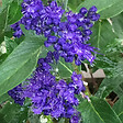 ARBORIX - 2 x Spirée bleue 'Heavenly Blue' - Caryopteris Clandonensis 'Heavenly Blue'  - 40-50 cm pot - vignette