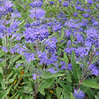 ARBORIX - 2 x Spirée bleue 'Heavenly Blue' - Caryopteris Clandonensis 'Heavenly Blue'  - 40-50 cm pot - vignette