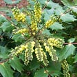 ARBORIX - Mahonia du Japon 'Hivernant' - Mahonia japonica 'Hivernant'  - 50-60 cm pot - vignette